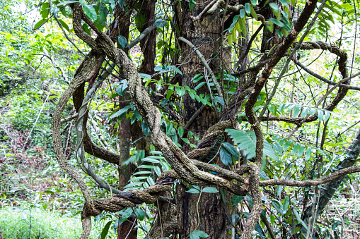 vines in a rainforest