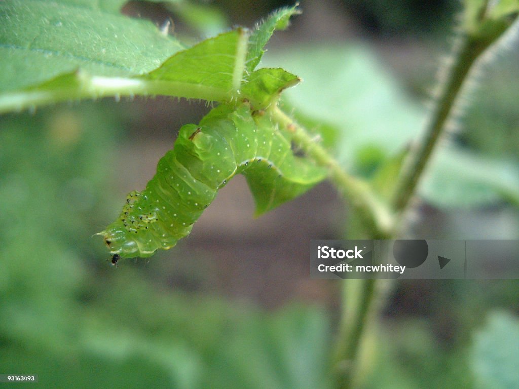 Carterpillar verde - Foto de stock de Color - Tipo de imagen libre de derechos