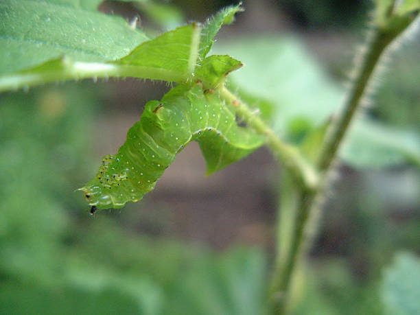 Green Carterpillar stock photo