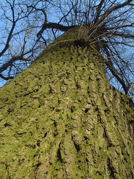 Tree: Up There stock photo