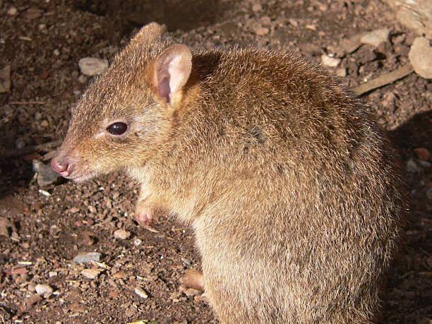 bettongia - wallaby kangaroo australian culture australia - fotografias e filmes do acervo