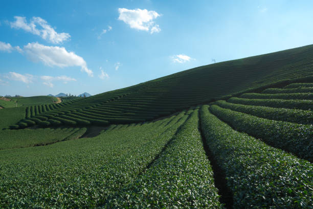 istock Tea plantation landscape on clear day. Tea farm with blue sky and white clouds. 931637612