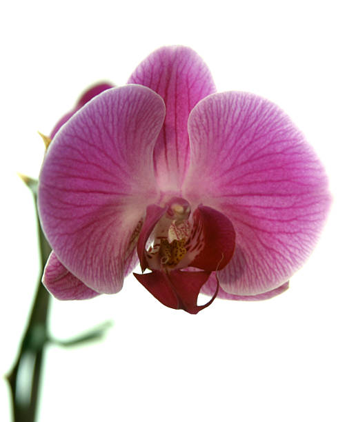 Retroiluminado, Orquídea - fotografia de stock