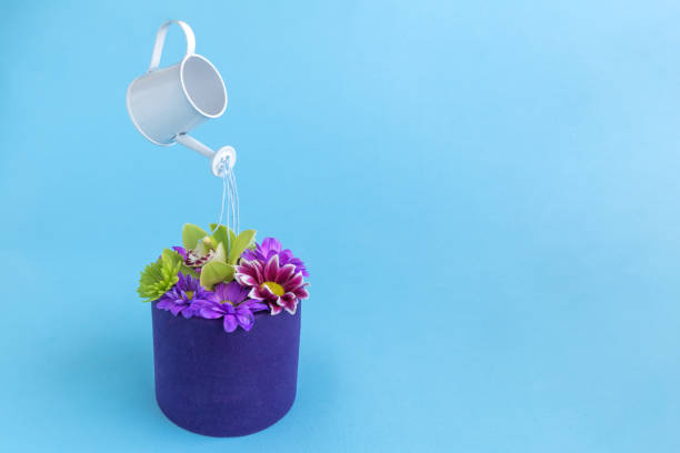 istock Watering flowers with watering can minimalistic concept. 931640724