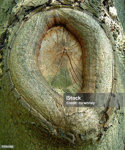 Amputazione - Fotografie stock e altre immagini di Albero - Albero, Close-up, Composizione verticale