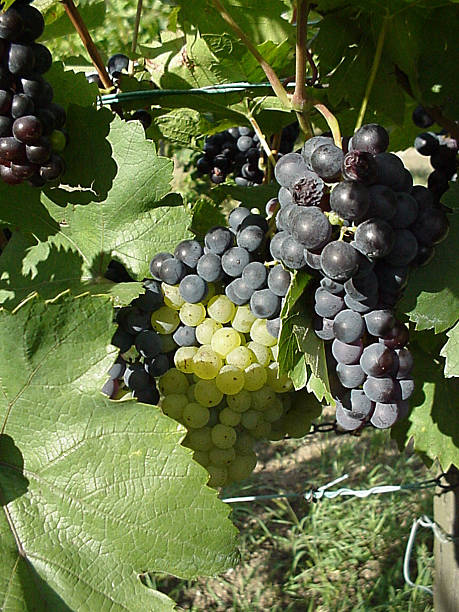 Austria: red and white grapes stock photo