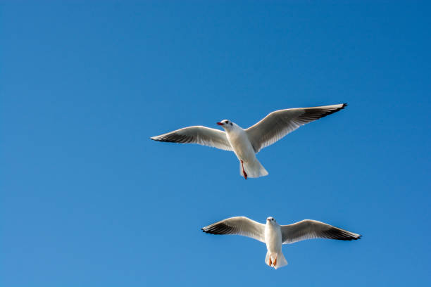 istock Pair of seagulls flying in the sky 931643694