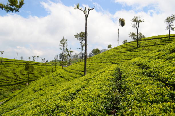 istock Green plantation of Ceylon tea 931644176