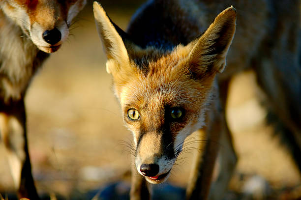 Cucciolo di volpe - foto stock