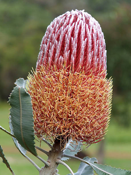 istock Flower - Banksia Menzies 93164679