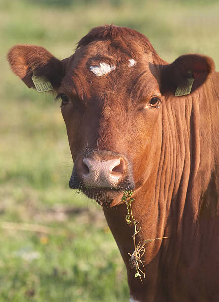 istock The cow with a grass in a mouth 93164793