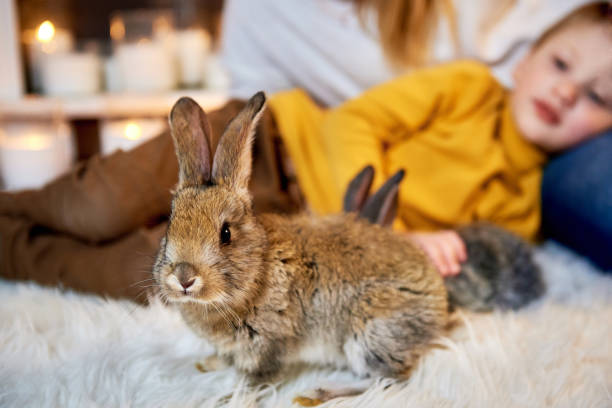 una foto ravvicinata di un simpatico coniglio grigio guardando in uno scatto e un ragazzo sullo sfondo - easter bonnets immagine foto e immagini stock