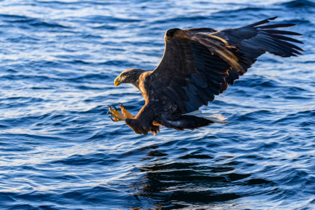 istock White-tailed eagle or sea eagle hunting in the sky over Northern Norway 931648382