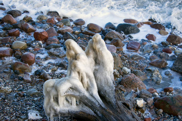 Ice covered treeroots on the beach. Danish beach in a winter after eastern storm.