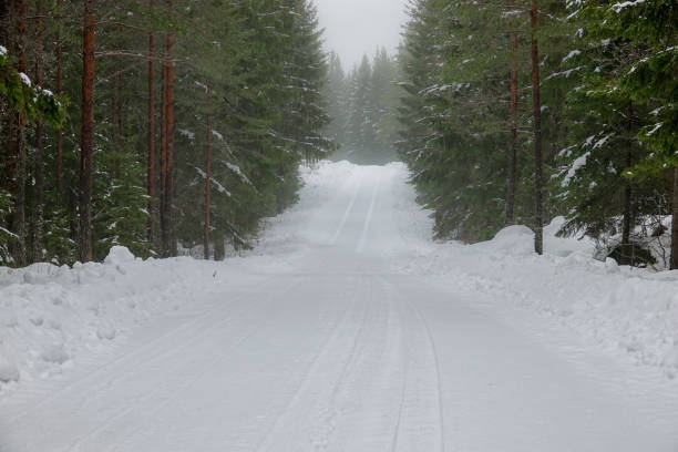 istock A snowy road in the forest 931649410