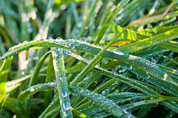 green blade of grass with water drop stock photo