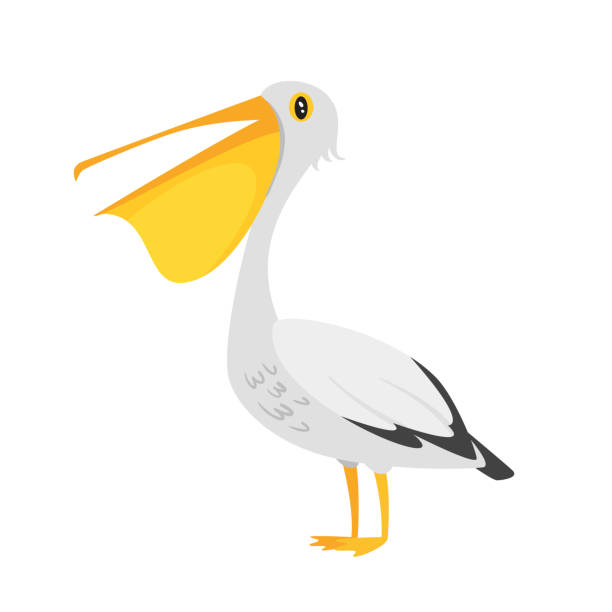 zoo animal - pelican Vector cartoon style illustration of zoo animal - pelican. Isolated on white background. pelican stock illustrations