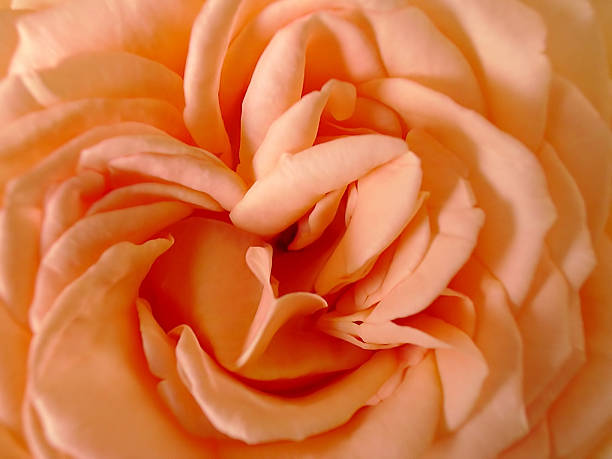 istock The bud of rose 93165132