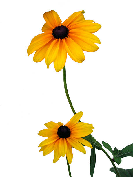 istock Black Eyed Susan on white 93165225