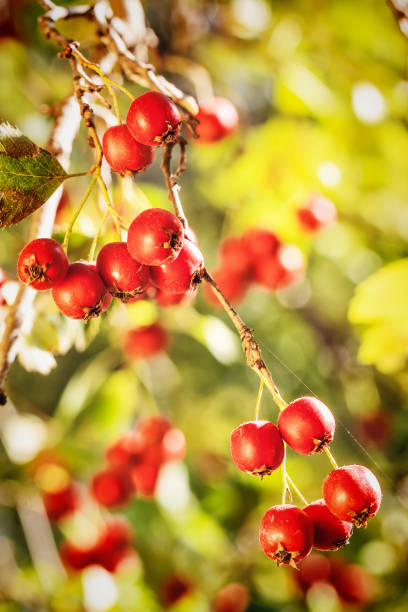 フルーツの完熟ツノ - hawthorn berry fruit common fruit ストックフォトと画像