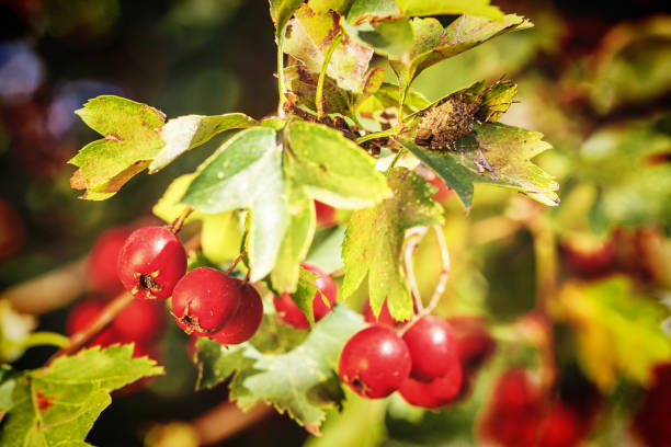 フルーツの完熟ツノ - hawthorn berry fruit common fruit ストックフォトと画像