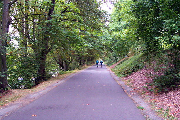 Tree-lined Path stock photo