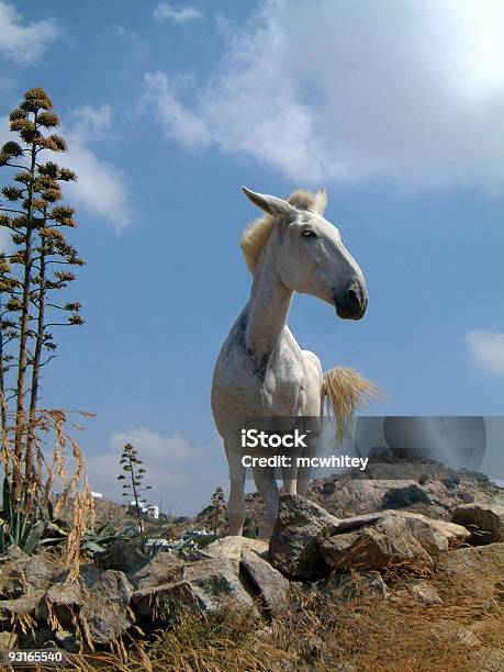 Blanco Mule Foto de stock y más banco de imágenes de Blanco - Color - Blanco - Color, Caballo - Familia del caballo, Color - Tipo de imagen