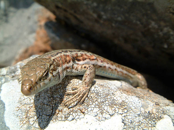 lizard stock photo