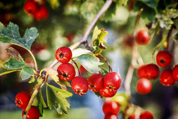 フルーツの完熟ツノ - hawthorn berry fruit common fruit ストックフォトと画像