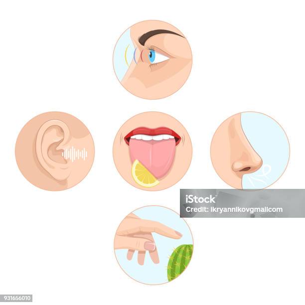 Set Of Five Senses Man Anatomy Human Organs Stock Illustration - Download Image Now - Ear, Listening, Looking