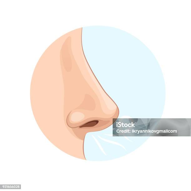 Organe De Lodorat Humain Nez Biologie Anatomie De Lhomme Vecteurs libres de droits et plus d'images vectorielles de Nez