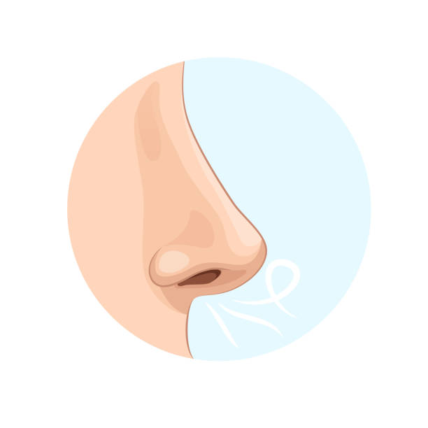 орган человеческого запаха, носа. биология, анатомия человека - nose job illustrations stock illustrations