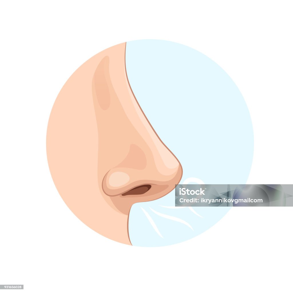 Organ of human smell, nose. Biology, anatomy of man Organ of human smell, nose. Biology, anatomy of man and human organs, body. Nose, body part, perception of odors from the environment. Side view, medicine, science, sensations. Vector illustration Nose stock vector