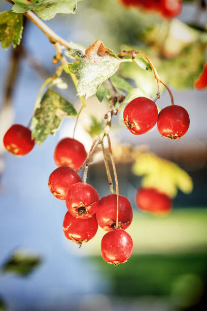 colheita de frutas vermelhas da hawthorn - hawthorn berry fruit common fruit - fotografias e filmes do acervo