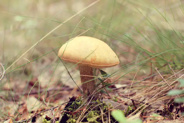 Forest mushroom grows in the thick of grass among the leaves and moss