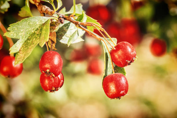 colheita de frutas vermelhas da hawthorn - hawthorn berry fruit common fruit - fotografias e filmes do acervo