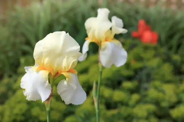 Blossoming irises on a background of flower beds