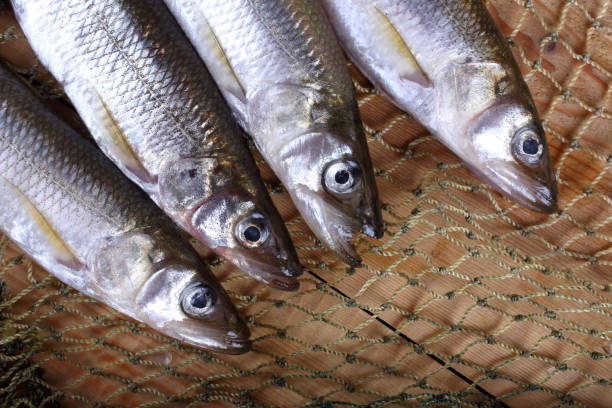 istock Smelt fishes on net. Pacific smelt variety 931656232