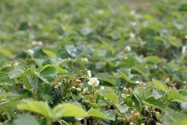 Flowering green strawberry bushes under a lot of falling drops of water