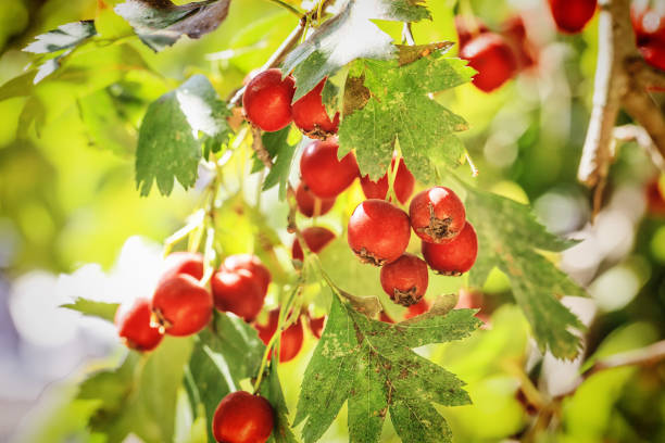 フルーツの完熟ツノ - hawthorn berry fruit common fruit ストックフォトと画像