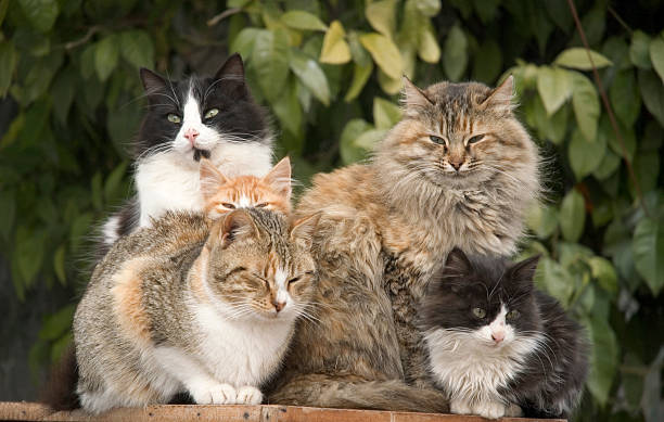 Cat Pile stock photo