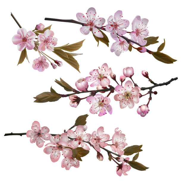 桜の花の背景 - sakura petal vector east点のイラスト素材／クリップアート素材／マンガ素材／アイコン素材