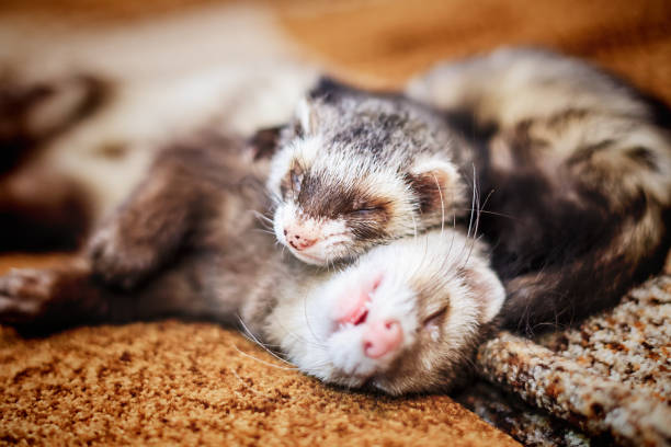 Two cute sleeping ferrets Portrait of two cute sleeping ferrets, close up, selective focus sable stock pictures, royalty-free photos & images