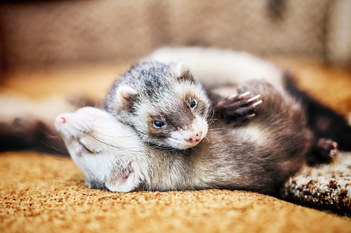 Portrait of two cute sleeping ferrets, close up, selective focus