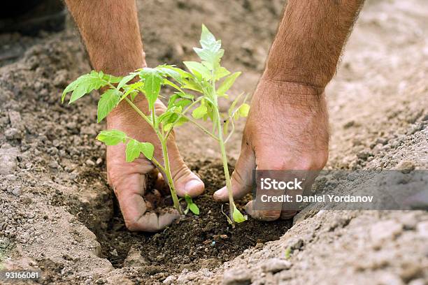 Plantando Tomate As Plantas - Fotografias de stock e mais imagens de Abraçar Árvore - Abraçar Árvore, Agricultura, Alta Sociedade