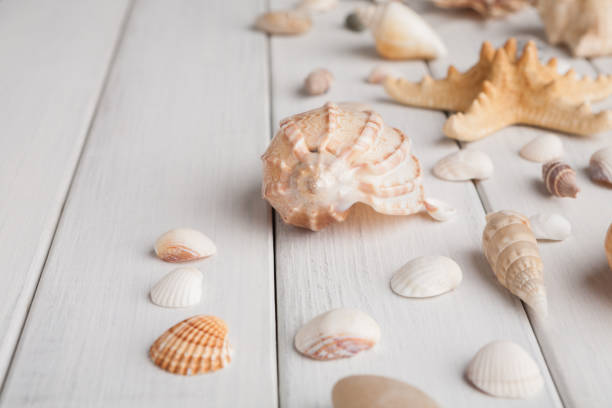 istock Seashells on white wood, sea vacation background 931661176