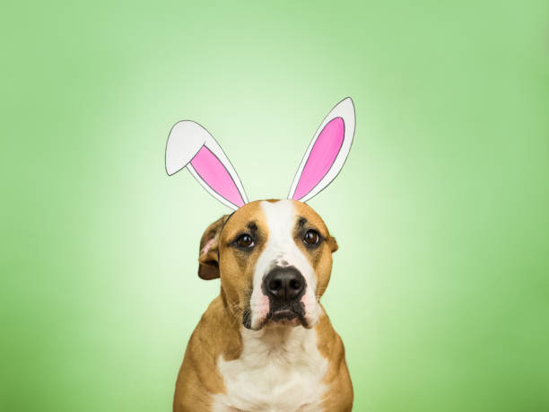 istock Portrait of funny pitbull dog with easter bunny ears 931665782