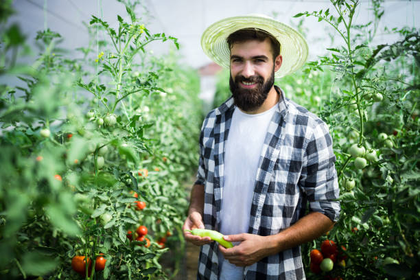 istock Worker harvests tomatoes in the greenhouse 931666682