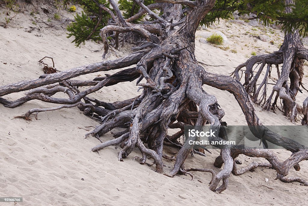 Stilt rooted larch  Larch Tree Stock Photo