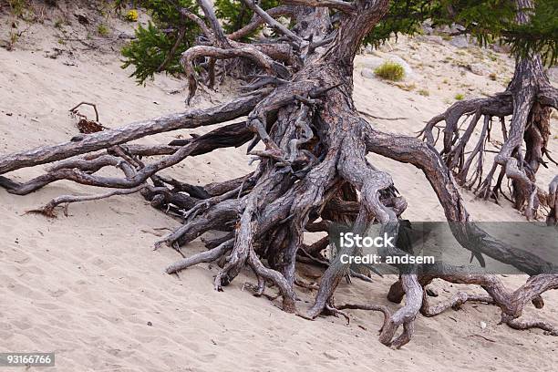 Stilt Rooted Larch Stock Photo - Download Image Now - Larch Tree, Root, Color Image